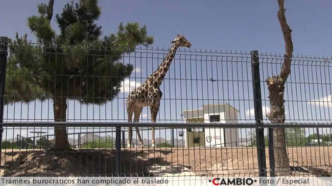 africam sergio salomon abogan benito jirafa compromiso 