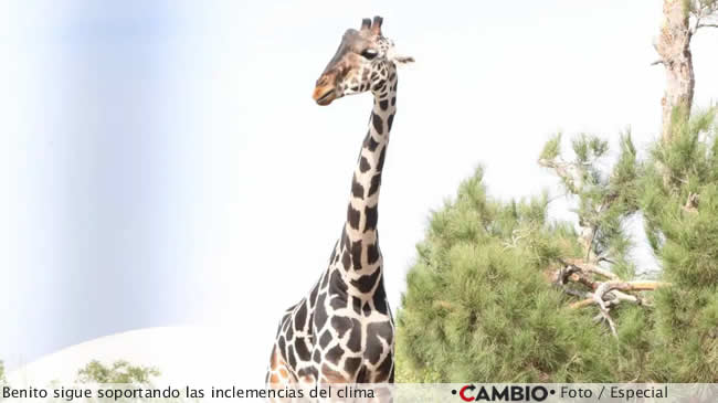 africam sergio salomon abogan benito jirafa compromiso