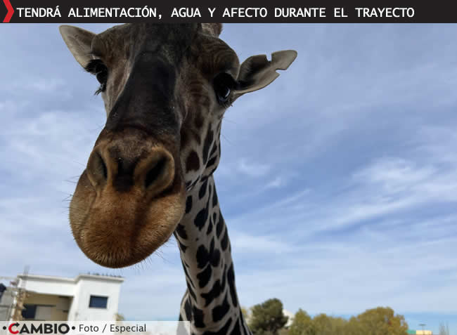 inicia viaje jirafa benito africam safari puebla 