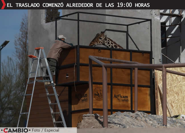 inicia viaje jirafa benito africam safari puebla