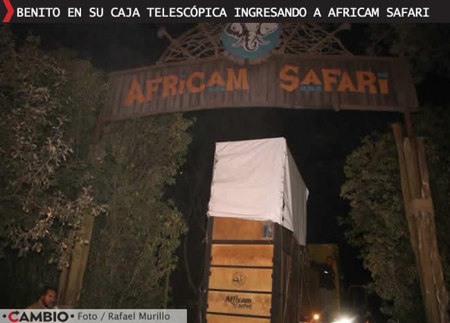 benito llega a africam safari puebla caja telescopica