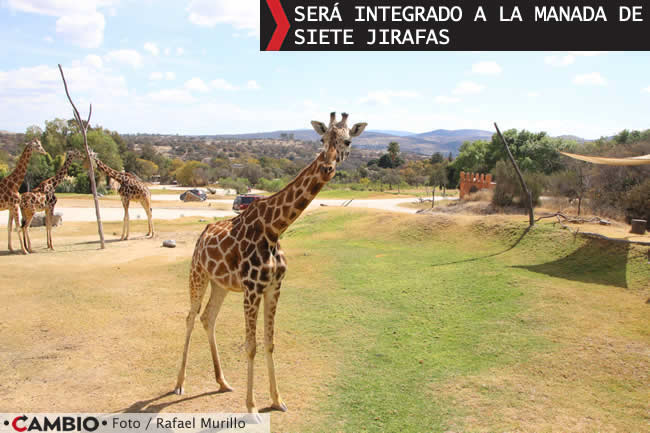 benito podra unirse a la manada jirafas africam safari 