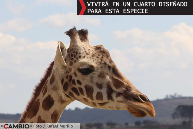 benito podra unirse a la manada jirafas africam safari