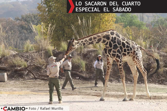 benito se integra manada 7 jirafas africam safari sabado