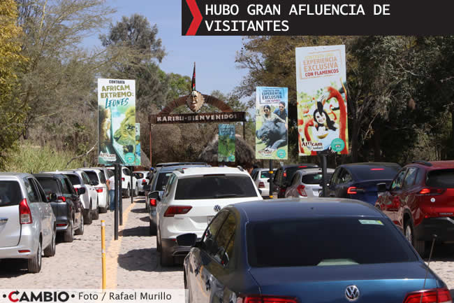 benito se integra manada 7 jirafas africam safari visitantes afluencia