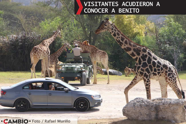 benito se integra manada 7 jirafas africam safari visitantes