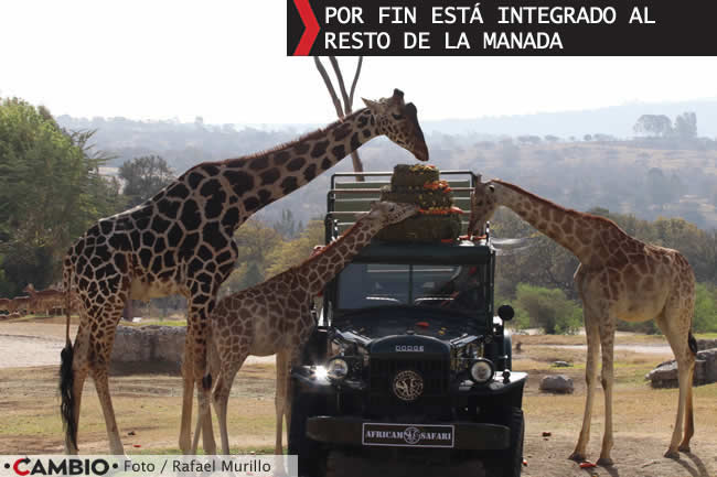 benito se integra manada 7 jirafas africam safari