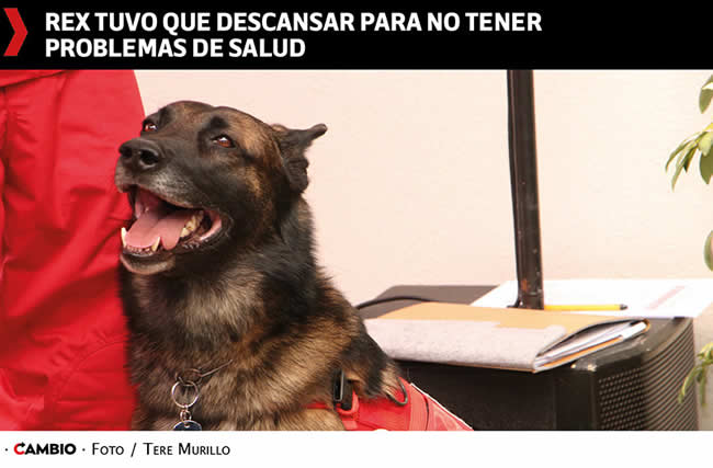 poblanos rescatistas binomios caninos apoyo turquia rex descanso