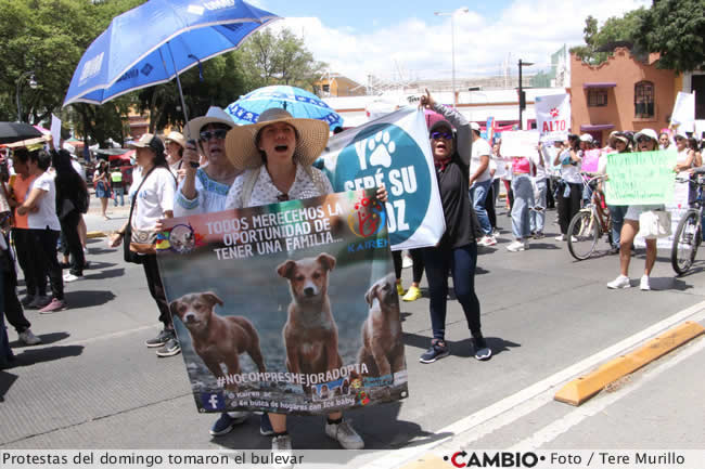 protesta animalistas muerte huellitas violacion muneca