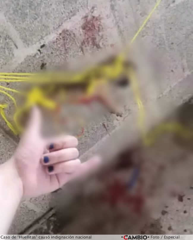 maltrato animal puebla aumento caso huellitas