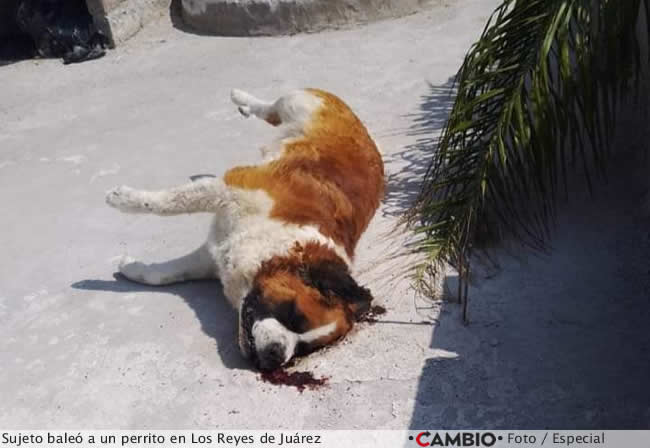 maltrato animal puebla aumento perrito baleado