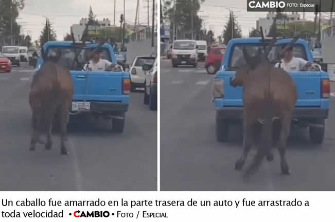 maltrato animal puebla caballo arrastrado