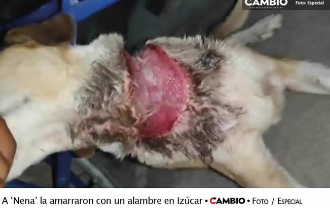 maltrato animal puebla nenea amarrada cable