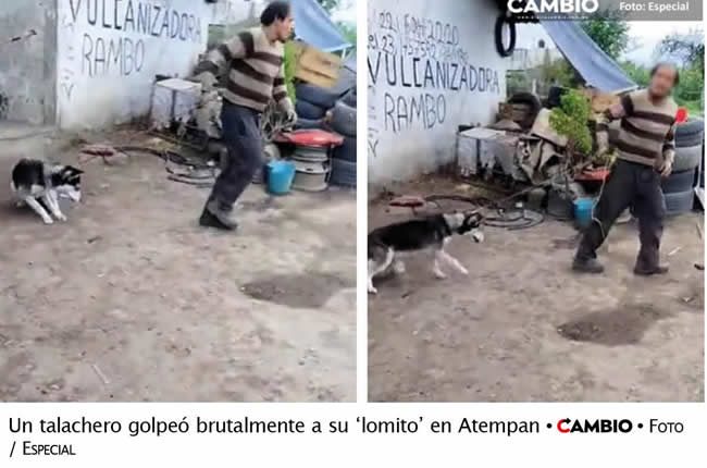 maltrato animal puebla talachero golpeador
