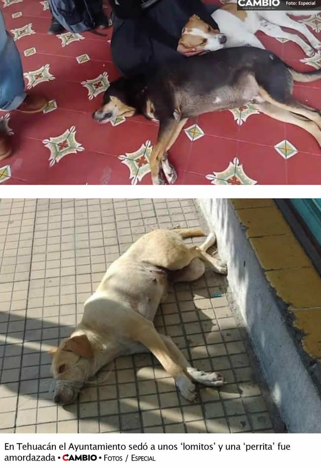 maltrato animal puebla tehuacan ayuntamiento