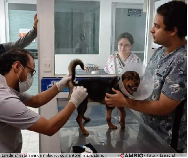 sergio salomon caso perrita enedina con vida