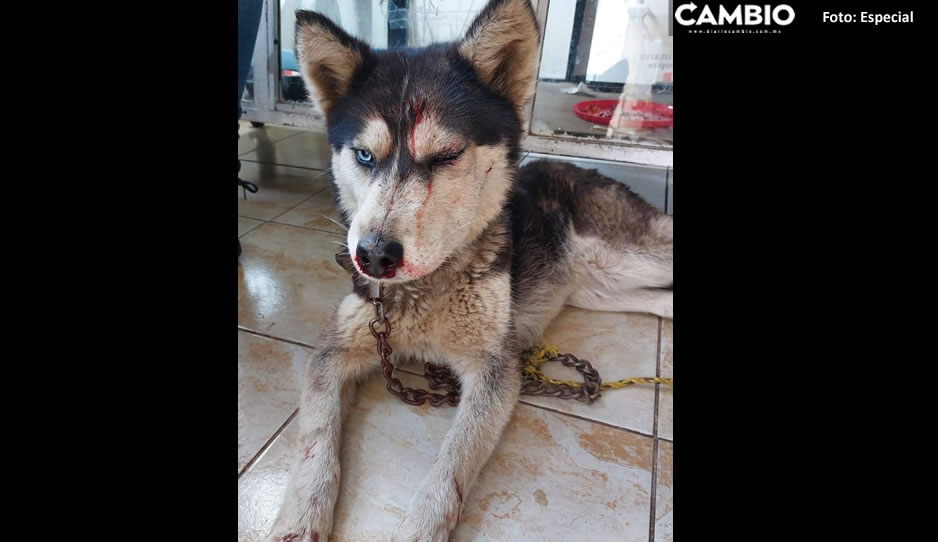 maltrato animal atempan.jpg