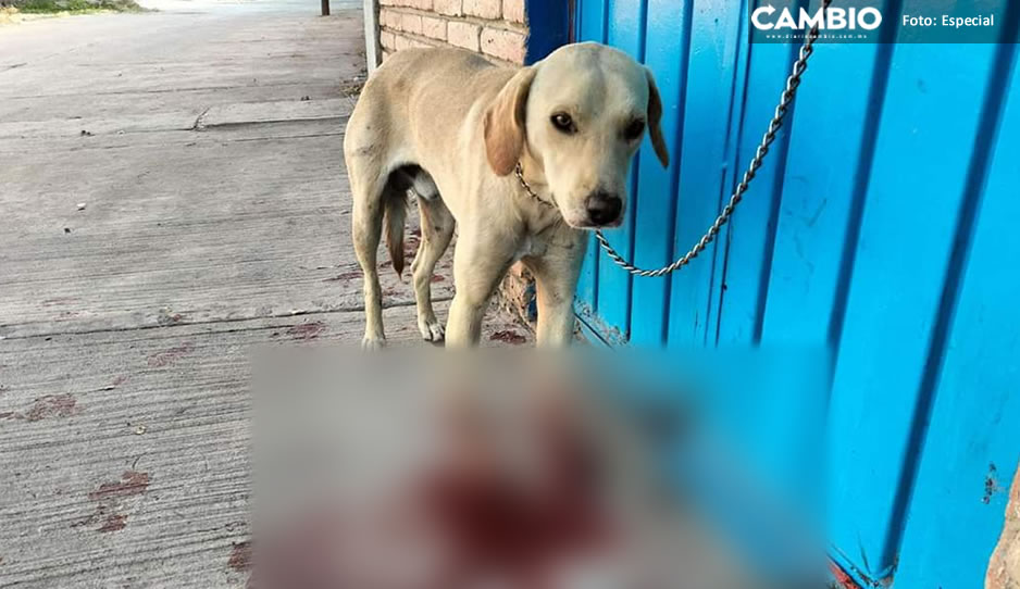 maltrato animal izucar 2.jpg