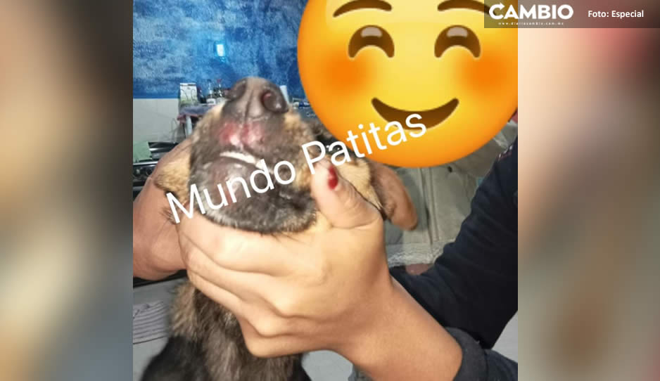 perrita golpeada1.jpg