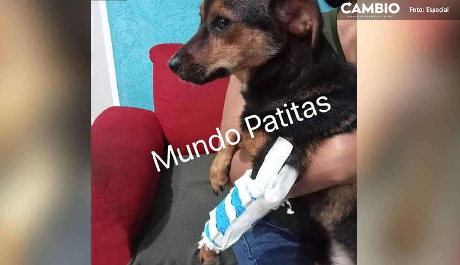 perrita golpeada123.jpg
