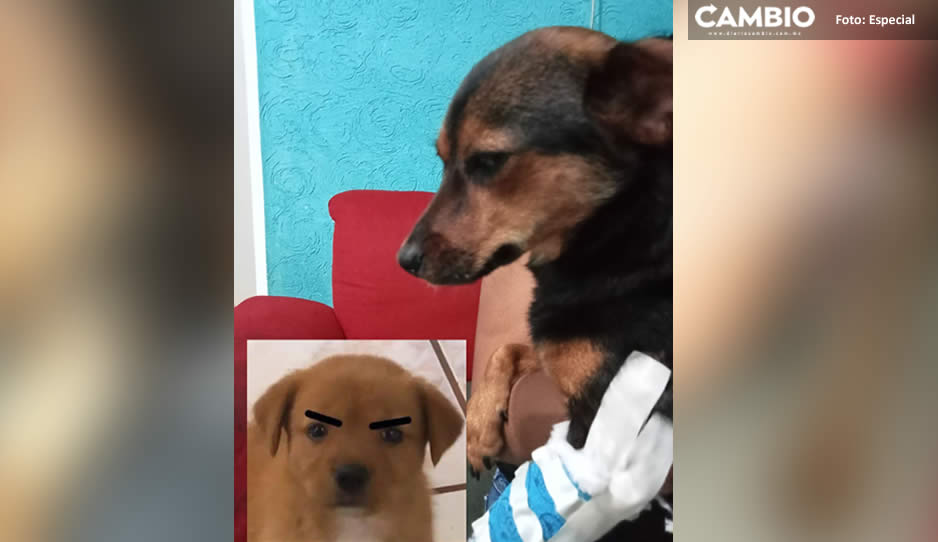 perrita golpeada1234.jpg