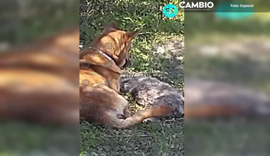 perrito c3.jpg