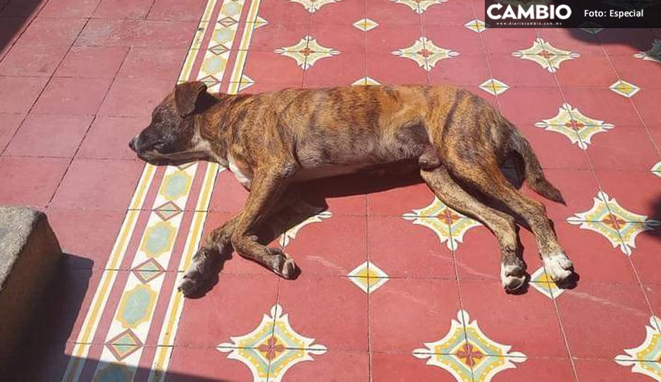 sedan perros 2.jpg