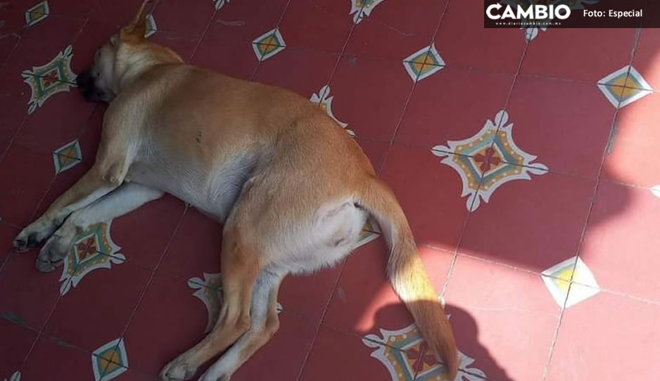 sedan perros 3.jpg