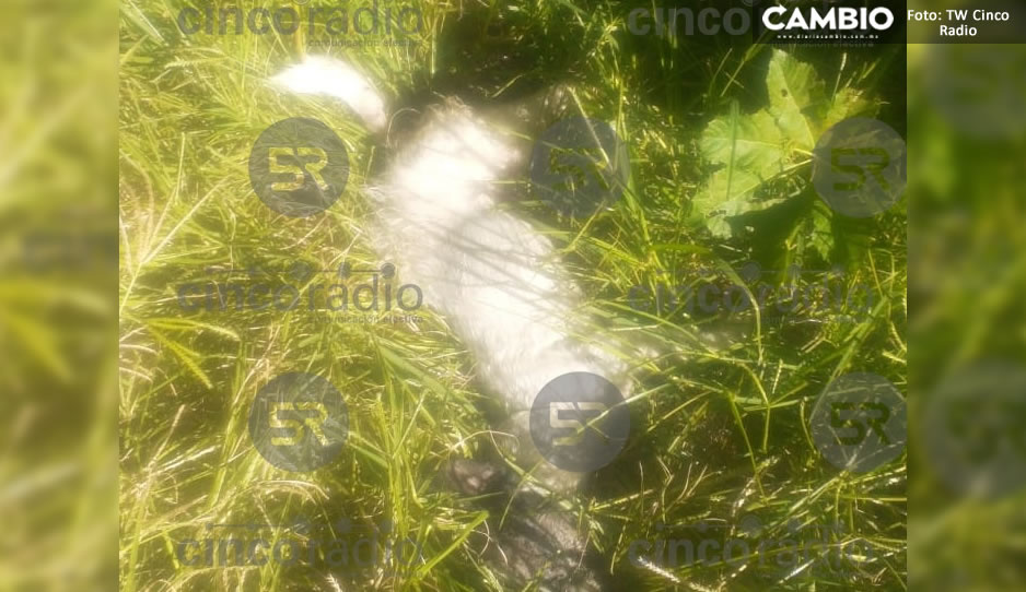 ¡Ya basta! Vecinos acusan maltrato animal en la Romero Vargas tras hallar a cinco perritos envenenados