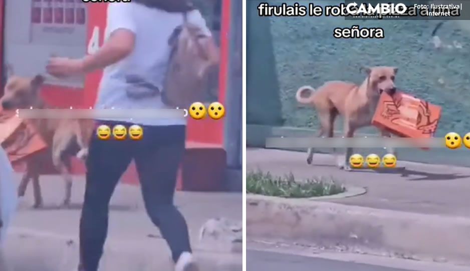 VIDEO: ¡Perrito ladrón! Atraca a señora y le roba su pizza completa