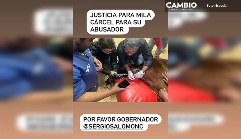 ¡Justicia para Mila! Yegua bebé se debate entre la vida y la muerte tras ser brutalmente golpeada (VIDEO)