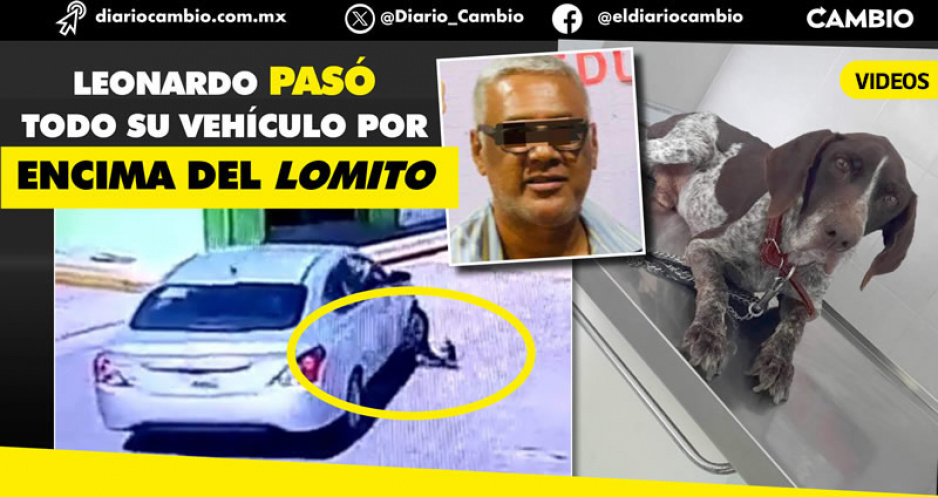 De nada sirven las protestas: Leonardo N atropelló intencionalmente a un perrito en Piaxtla