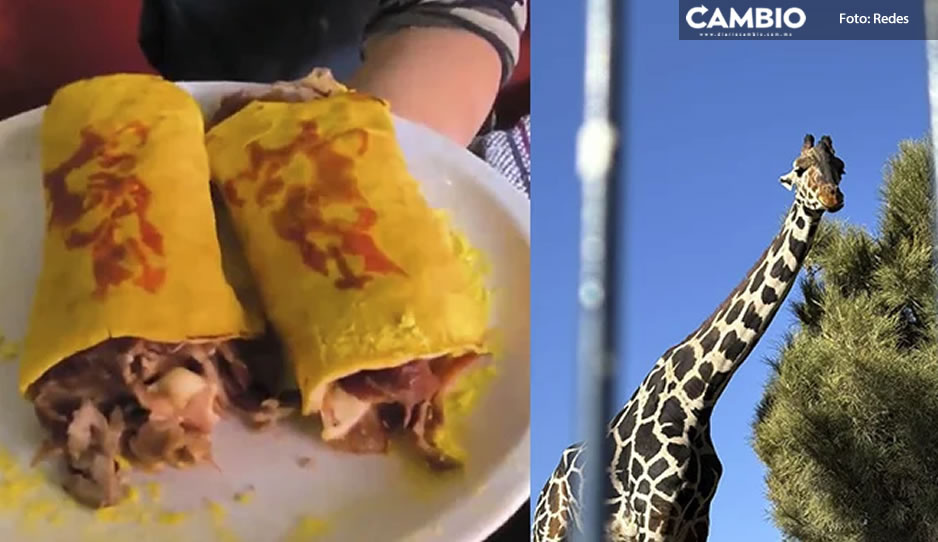 ¡Benito, todo un rockstar ! Lanzan los &#039;Benitacos&#039; en honor a la jirafa