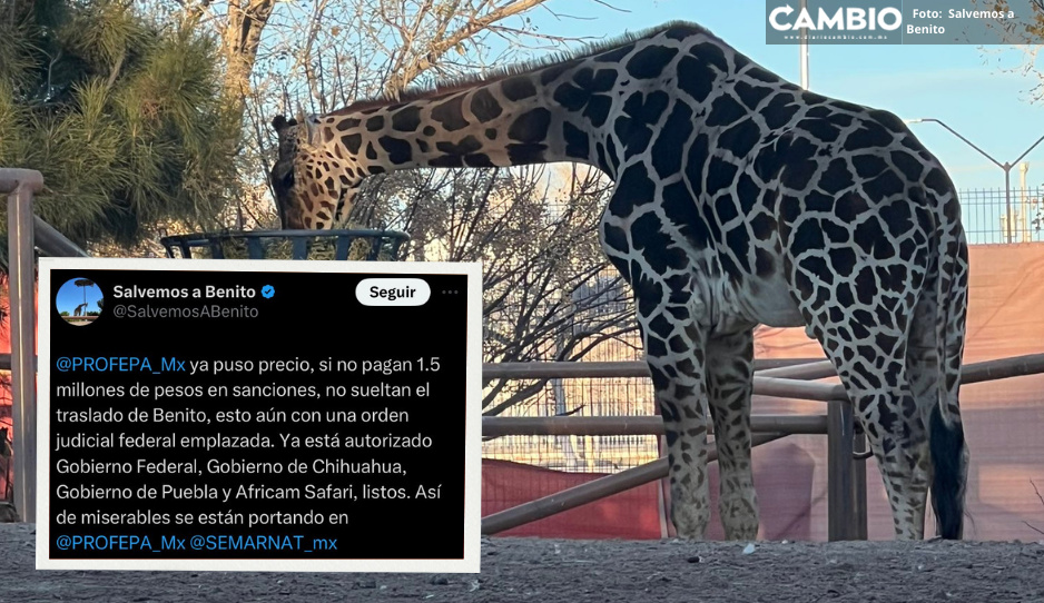 Profepa condiciona traslado de Benito a Puebla: pide pago de 1.5 millones por sanciones