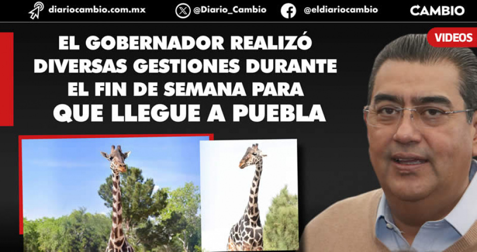 Sergio Salomón a punto de vestirse de héroe en el caso de la jirafa Benito