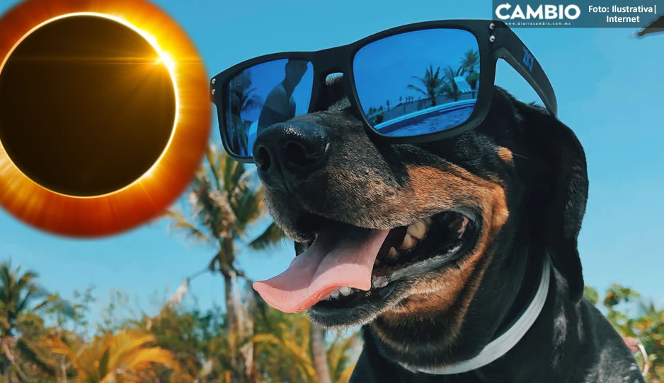 ¡Ojo poblano! Así deberás proteger a tu mascota durante el Eclipse Solar 2023