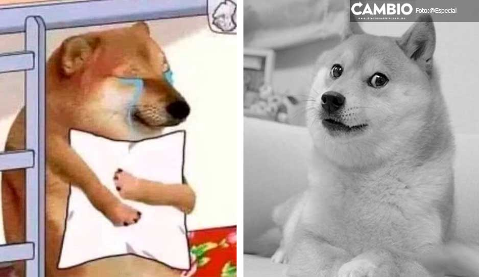 ¡Yo no estoy llorando, tú estas llorando! Murió Cheems, el famoso perrito de los memes