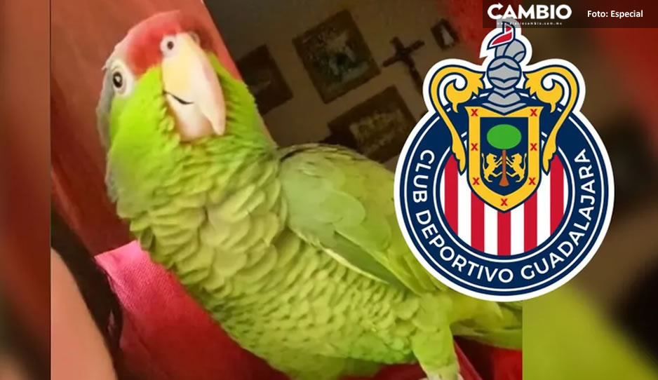 “Dale, Rebaño” Así canta un perico la porra de Chivas (VIDEO)