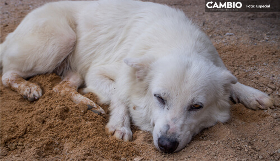 Rescatará a 100 perritos del relleno sanitario de Puebla