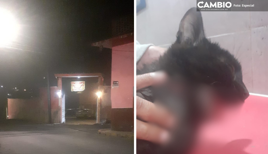 ¡A la cárcel! Desalmado da escopetazo a gatito en Teziutlán
