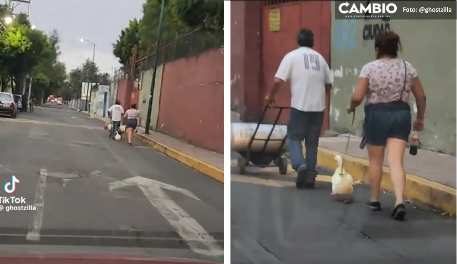 VIDEO: Pato pasea por las calles como perrito con sus dueños y se vuelve viral
