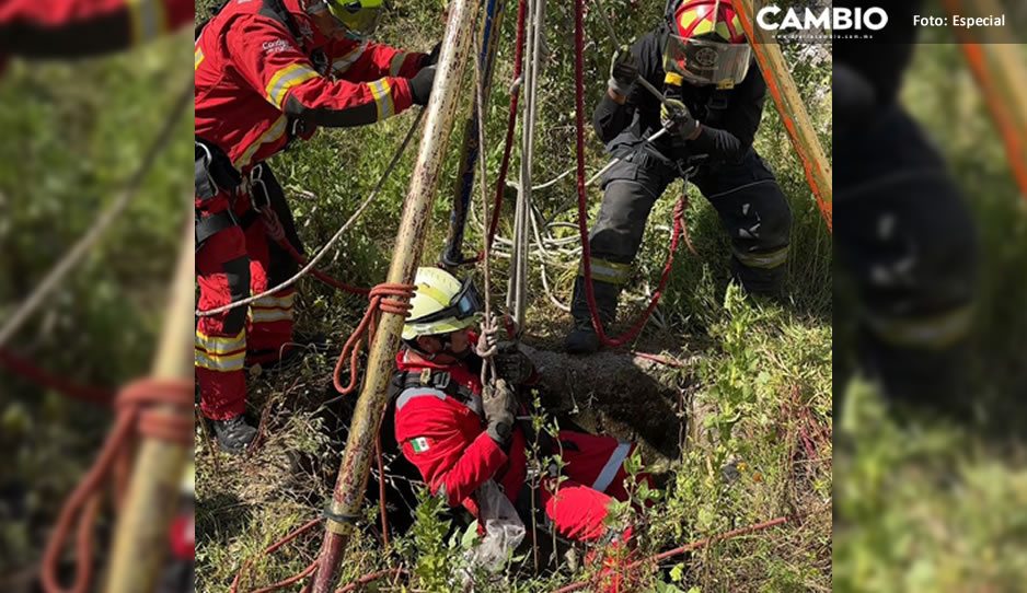 ¡Son unos héroes! Rescatan a gatito que cayó a pozo en Lomas de Coyopotrero