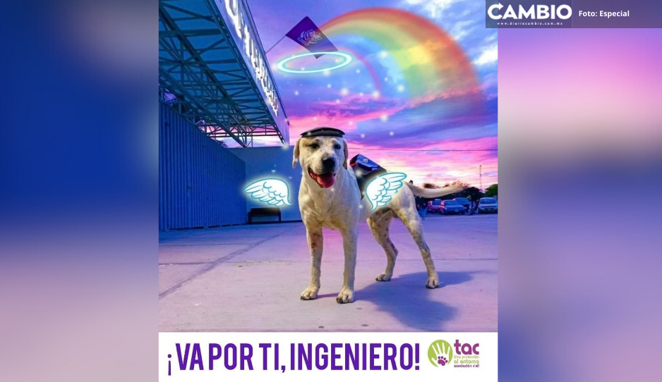 Fiscalía abre carpeta de investigación por asesinato de “Ingeniero”, perrito de la UTT