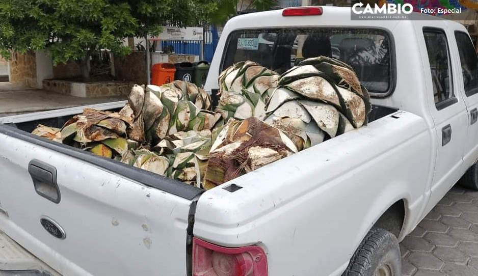 Decomisan tres toneladas de pinas de maguey extraído ilegalmente en Zapotitlán