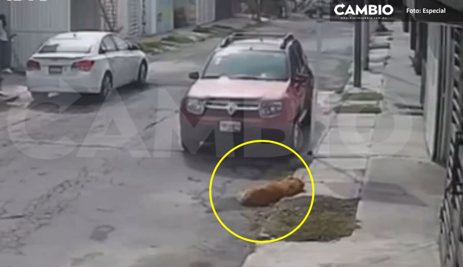 VIDEO: Conductor desgraciado atropella a lomito que dormía en Galaxia Amalucan