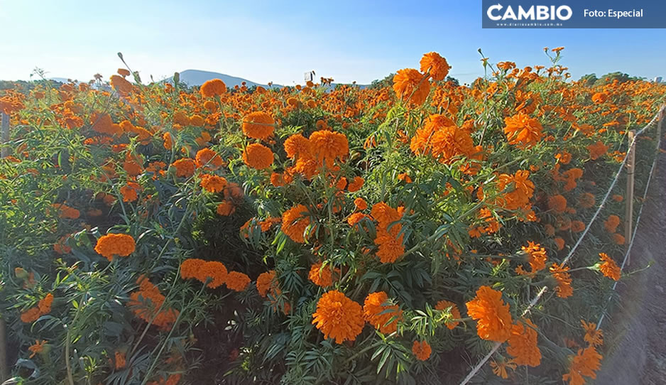 ¡Ya huele a Día de Muertos! Mañana inicia corte oficial de la Flor de Cempasúchil en Atlixco