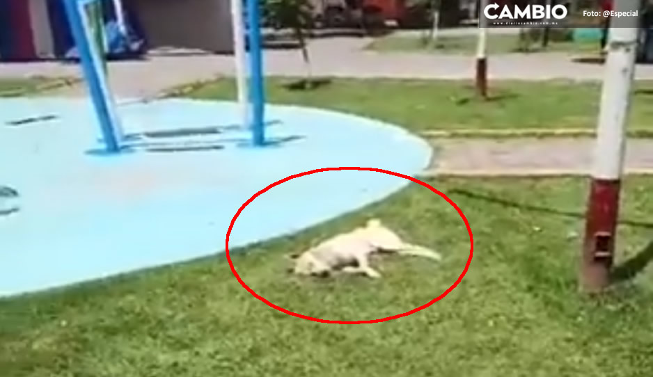 VIDEO: Angélica Alvarado ignora reportes de envenenamiento de lomitos en Huejotzingo