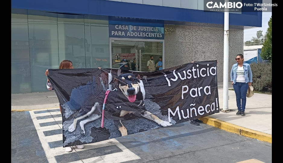 Puberto zoofílico ya enfrenta proceso penal por ataque a perrita Muñeca en Atlixco
