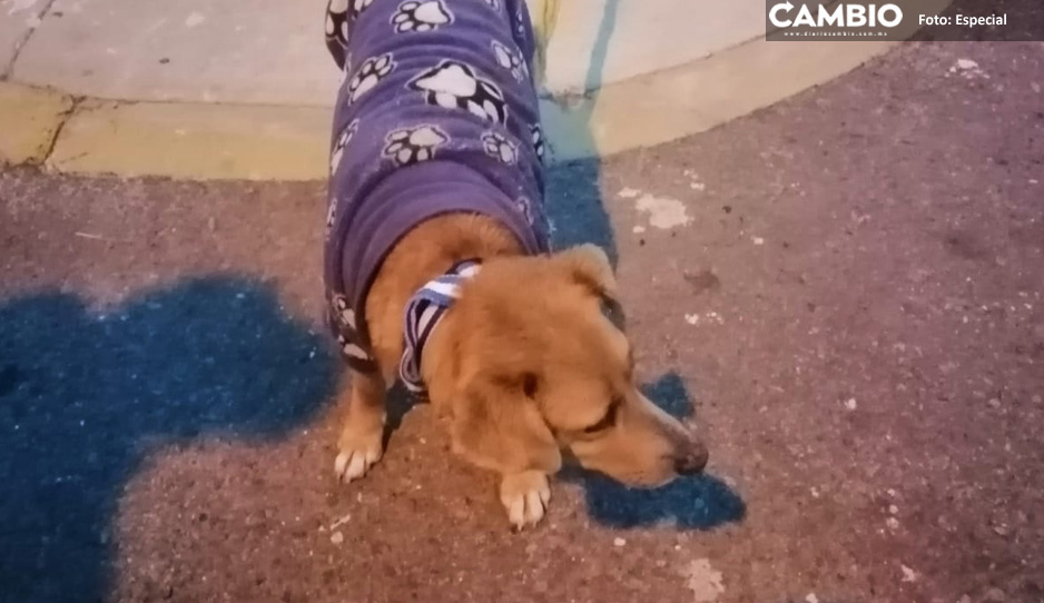 ¡Buscan hogar para El Canelo! perrito que sufrió maltrato en Cuautlancingo