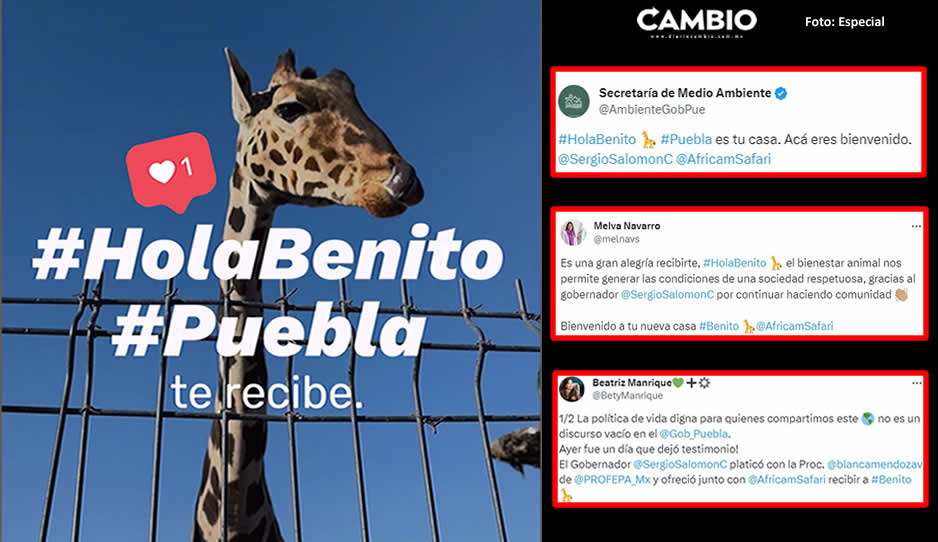 ¡Hola Benito! Inician campaña en redes para lograr traslado de la jirafa a Puebla